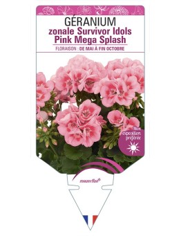 GÉRANIUM zonale Survivor Idols Pink Mega Splash