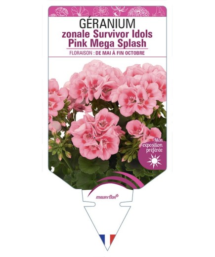 GÉRANIUM zonale Survivor Idols Pink Mega Splash