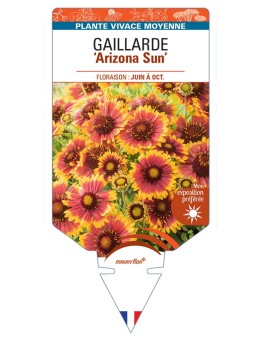 GAILLARDIA Arizona Sun