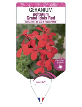 GÉRANIUM peltatum Grand Idols Red