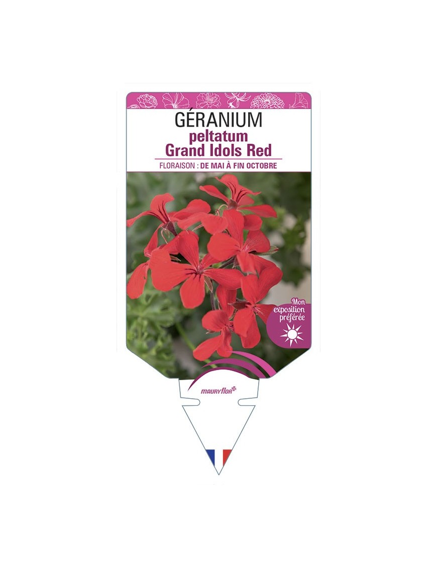 GÉRANIUM peltatum Grand Idols Red