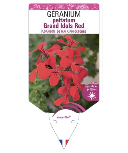 GÉRANIUM peltatum Grand Idols Red