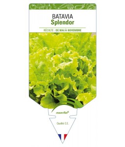 (Laitue) Batavia Splendor