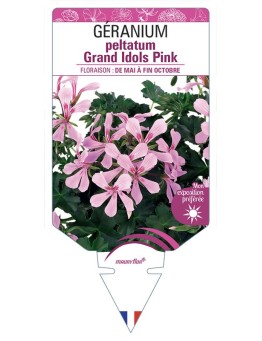 GÉRANIUM peltatum Grand Idols Pink