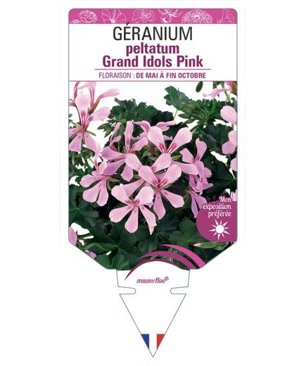 GÉRANIUM peltatum Grand Idols Pink