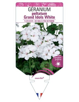 GÉRANIUM peltatum Grand Idols White
