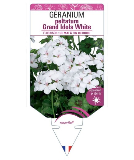GÉRANIUM peltatum Grand Idols White
