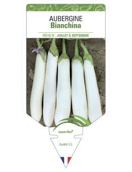 AUBERGINE Bianchina