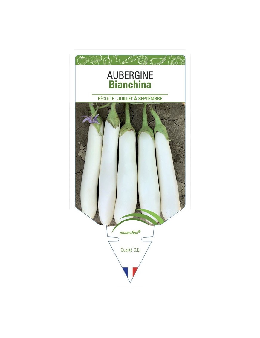 AUBERGINE Bianchina