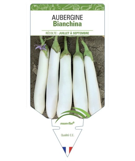 AUBERGINE Bianchina