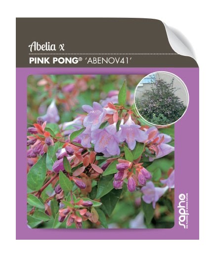 Abelia PING PONG® 'Abenov41' *