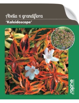 Abelia x grandiflora'Kaleidoscope' *