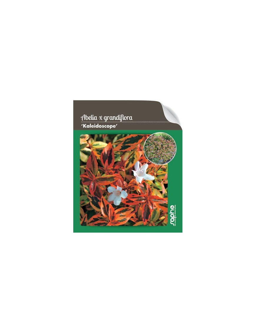 Abelia x grandiflora'Kaleidoscope' *
