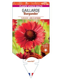 GAILLARDIA Burgunder