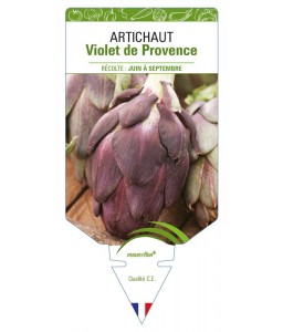 Artichaut Violet de Provence