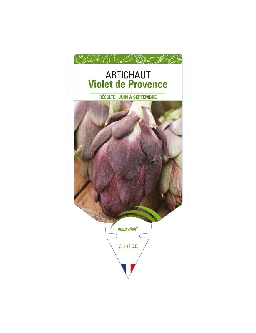Artichaut Violet de Provence