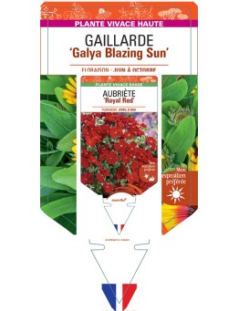 GAILLARDIA Galya Blazing Sun
