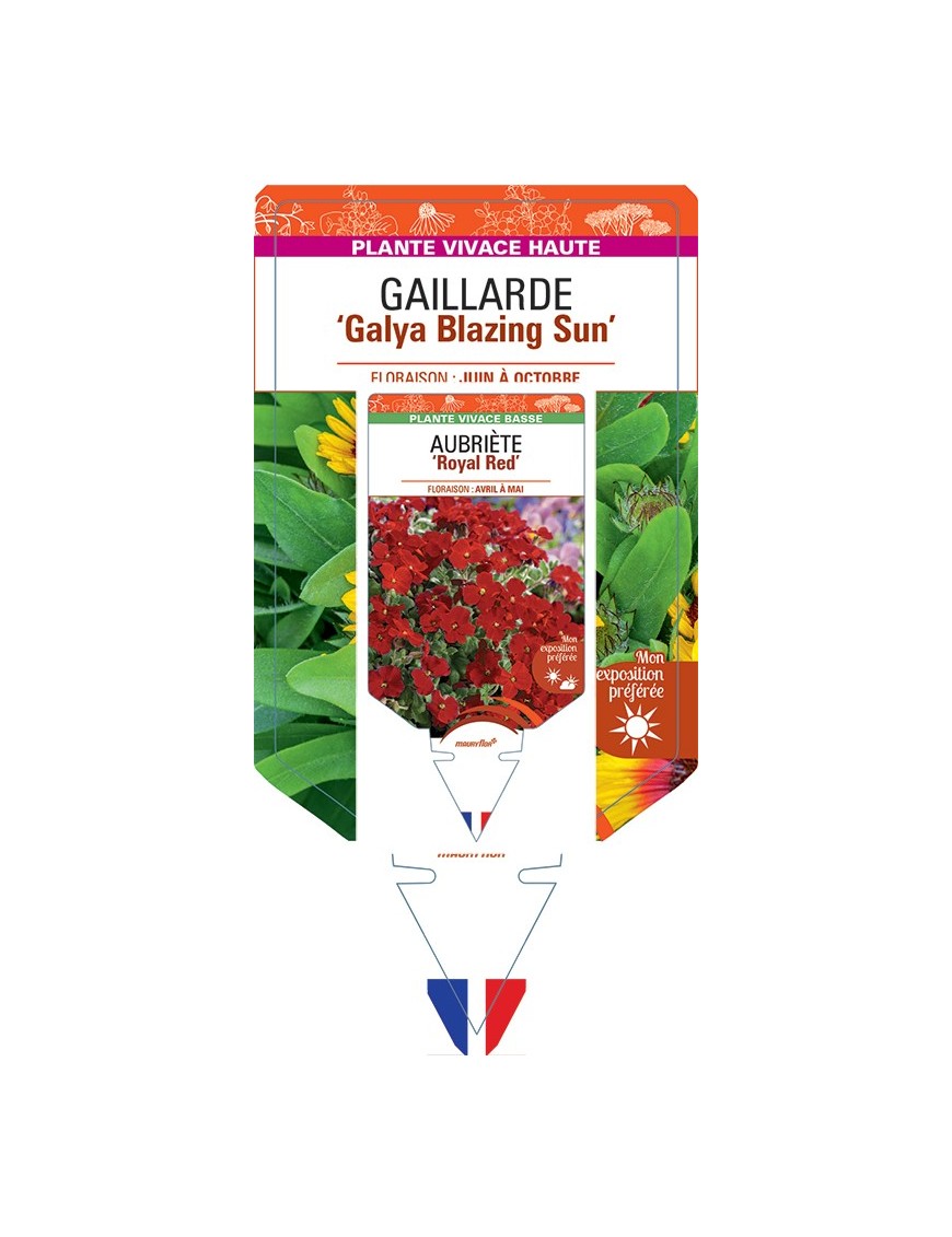 GAILLARDIA Galya Blazing Sun