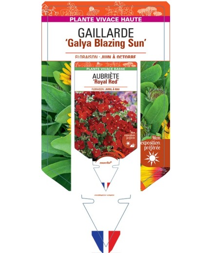 GAILLARDIA Galya Blazing Sun