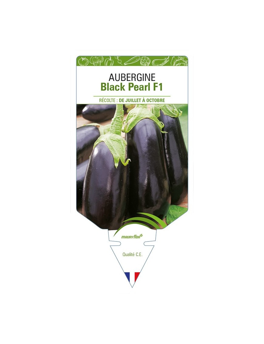 Aubergine Black Pearl F1