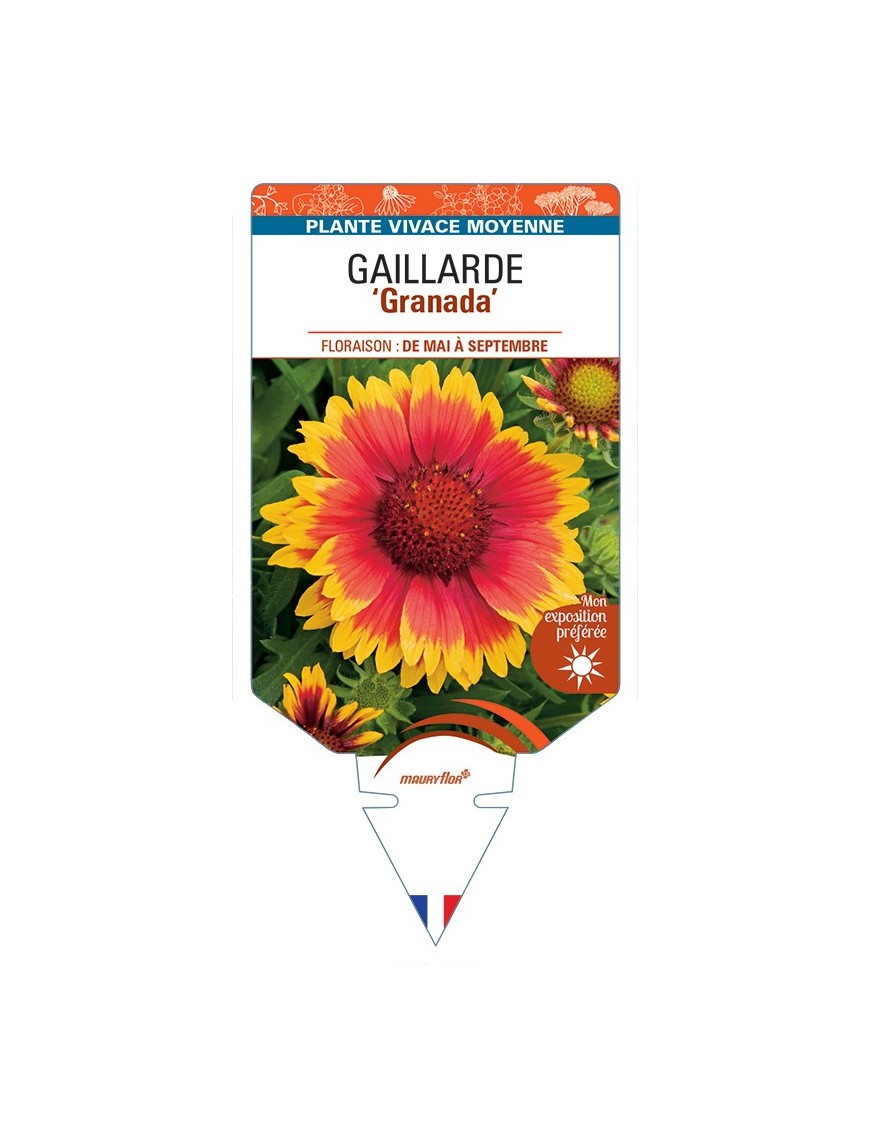GAILLARDIA Granada