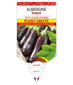 Aubergine longue Plant greffé