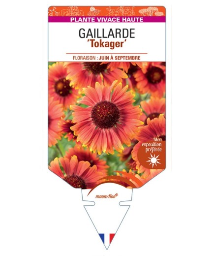 GAILLARDIA GRANDIFLORA TOKAGER