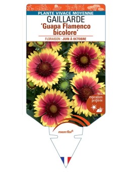 GAILLARDE Guapa Flamenco bicolore