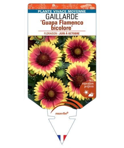GAILLARDE Guapa Flamenco bicolore