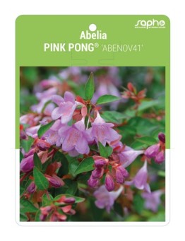 Abelia PING PONG® 'Abenov41' *