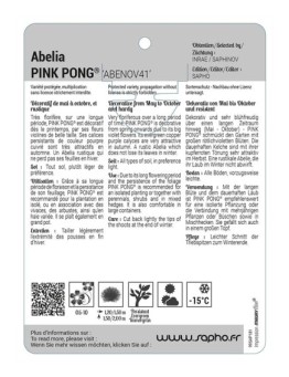 Abelia PING PONG® 'Abenov41' *