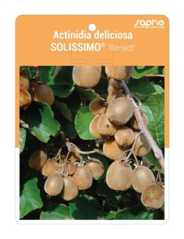 Actinidia deliciosa SOLISSIMO® 'Renact' *
