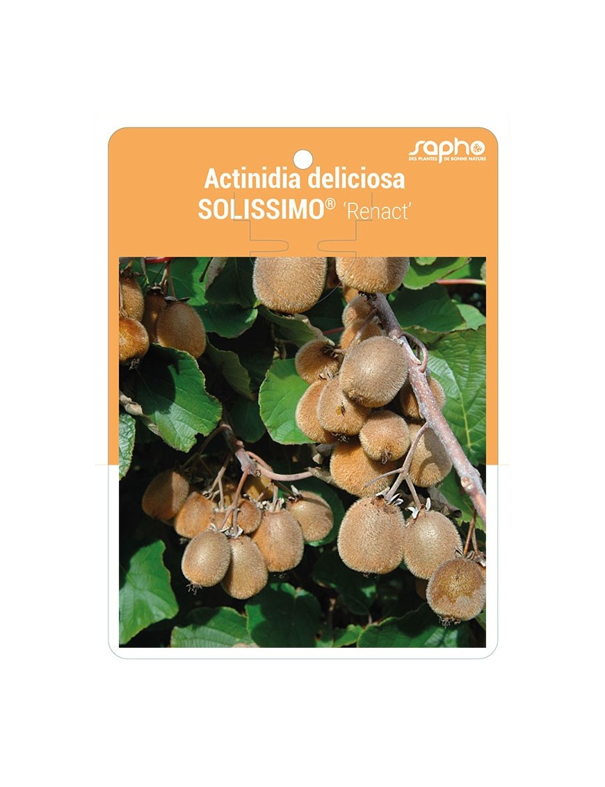 Actinidia deliciosa SOLISSIMO® 'Renact' *