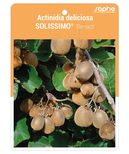 Actinidia deliciosa SOLISSIMO® 'Renact' *