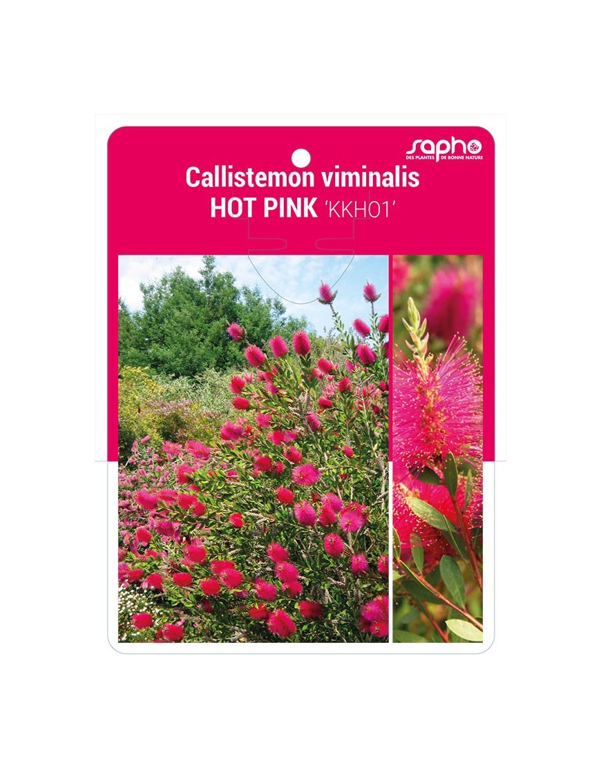 Callistemon viminalis HOT PINK 'KKHO1' *
