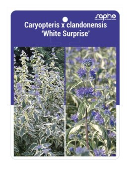 Caryopteris x clandonensis 'White Surprise' *