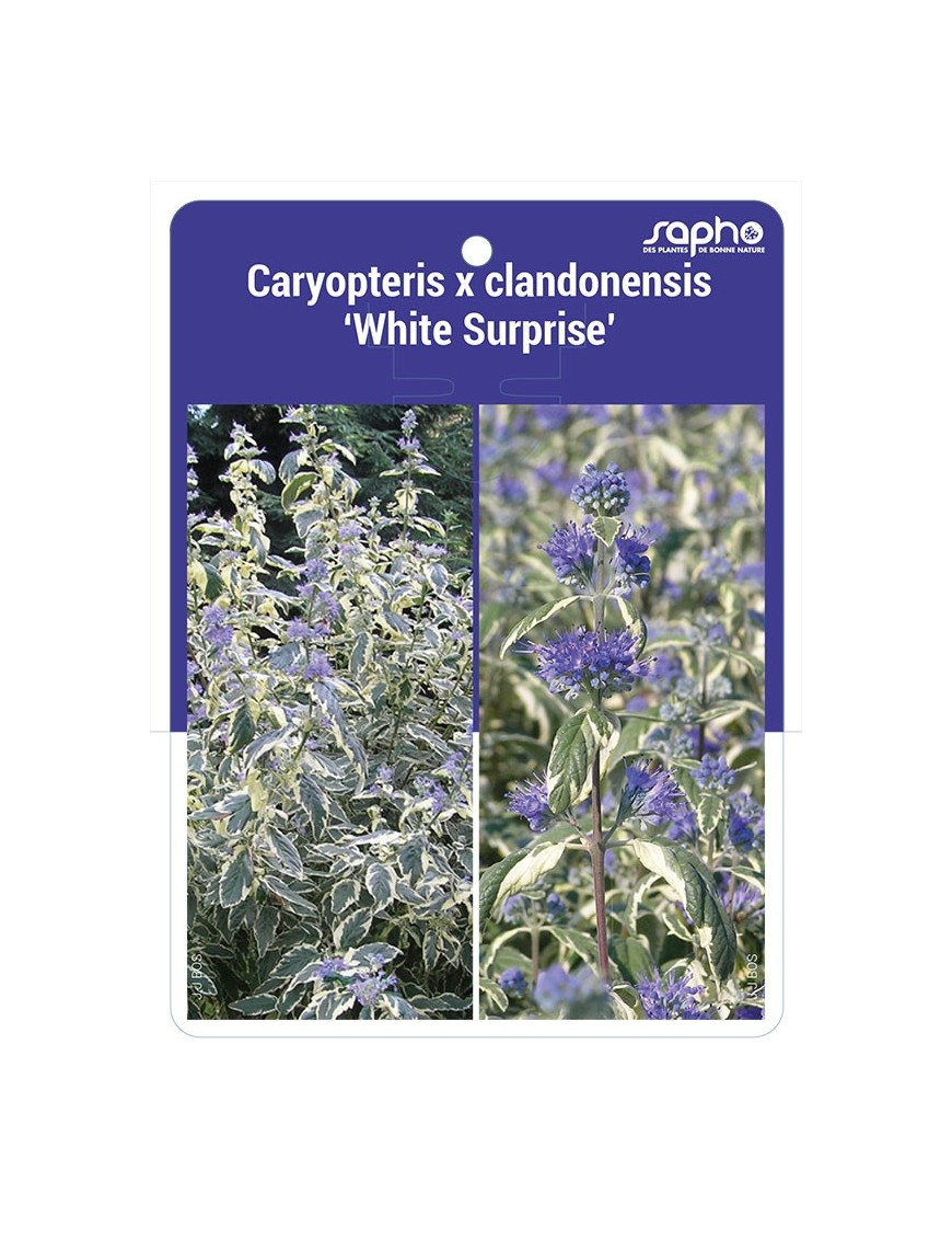 Caryopteris x clandonensis 'White Surprise' *