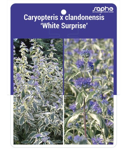 Caryopteris x clandonensis 'White Surprise' *