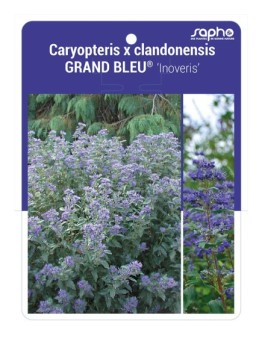 Caryopteris x clandonensis GRAND BLEU® 'Inoveris' *