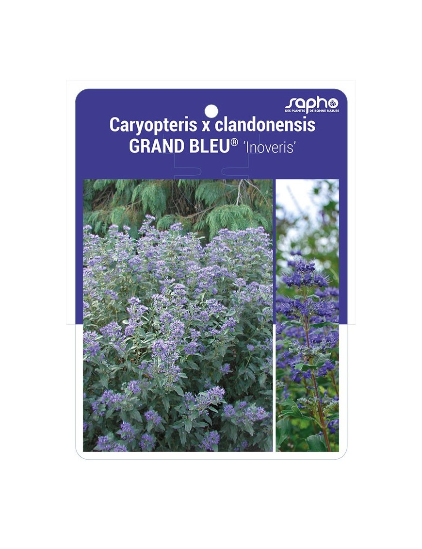 Caryopteris x clandonensis GRAND BLEU® 'Inoveris' *