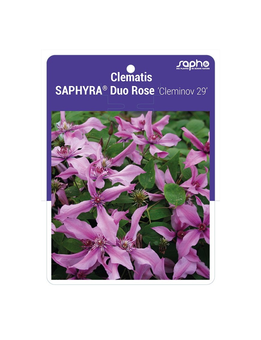 Clematis SAPHYRA® Duo Rose 'Cleminov 29' *