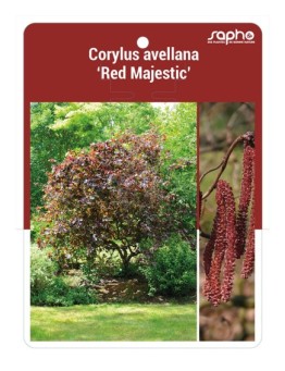 Corylus avellana '‘Red Majestic’ *