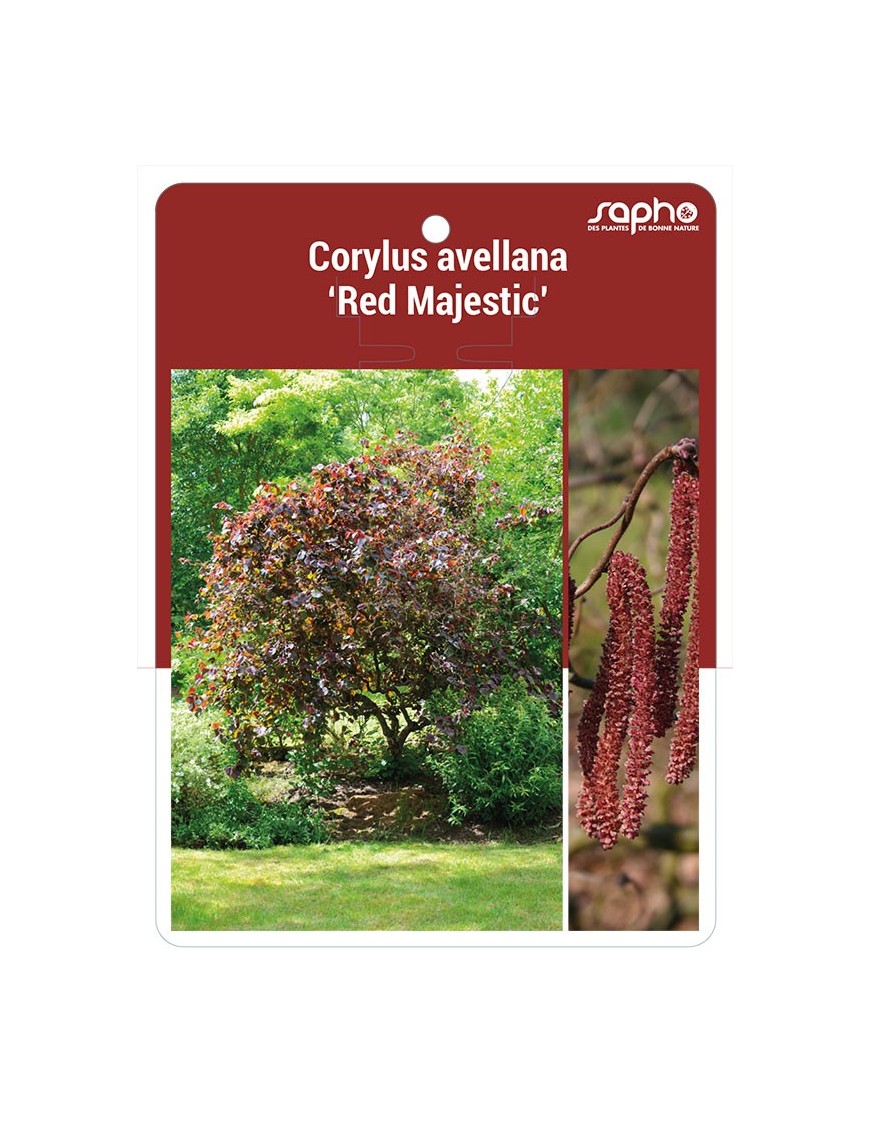 Corylus avellana '‘Red Majestic’ *