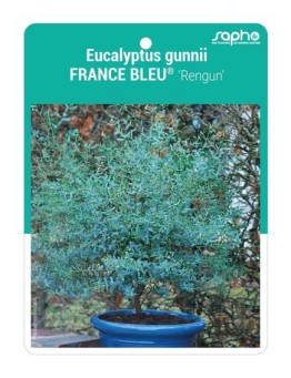 Eucalyptus gunnii FRANCE BLEU® 'Rengun' *