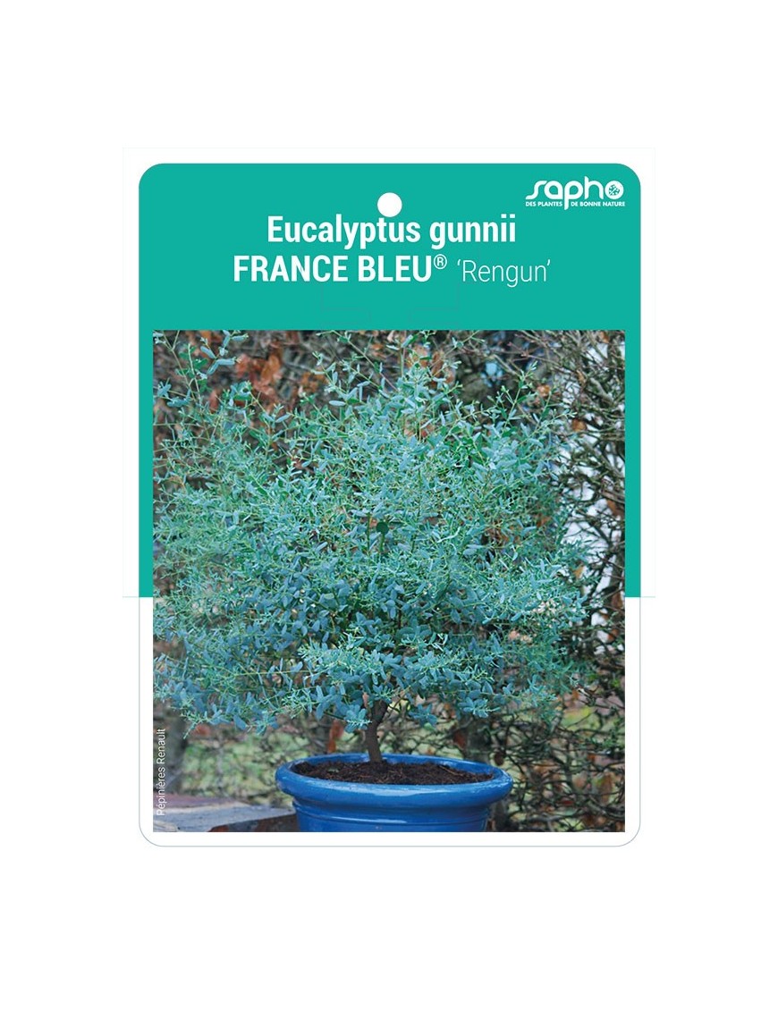 Eucalyptus gunnii FRANCE BLEU® 'Rengun' *
