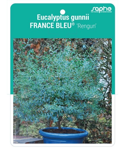 Eucalyptus gunnii FRANCE BLEU® 'Rengun' *