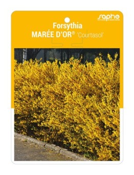 Forsythia MAREE D'OR® 'Courtasol' *