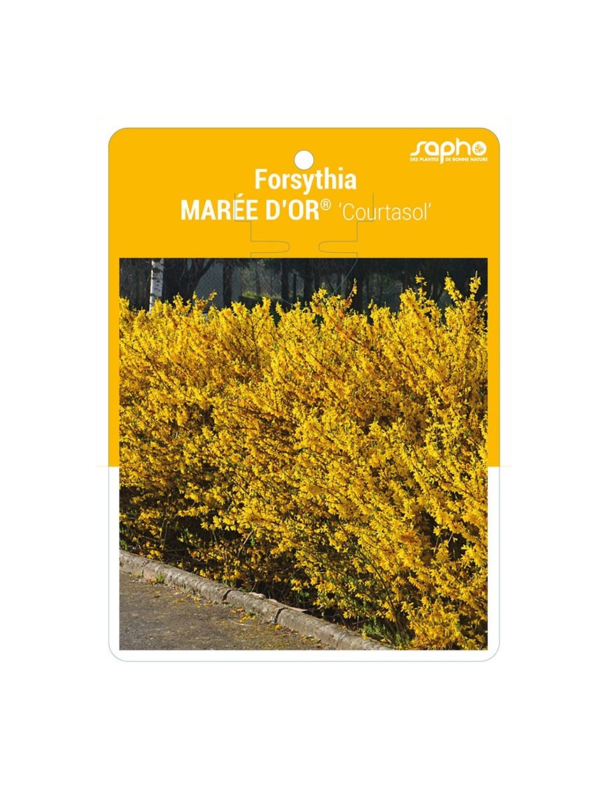 Forsythia MAREE D'OR® 'Courtasol' *