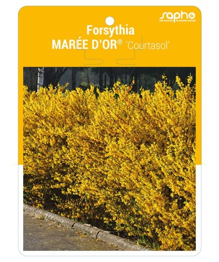 Forsythia MAREE D'OR® 'Courtasol' *