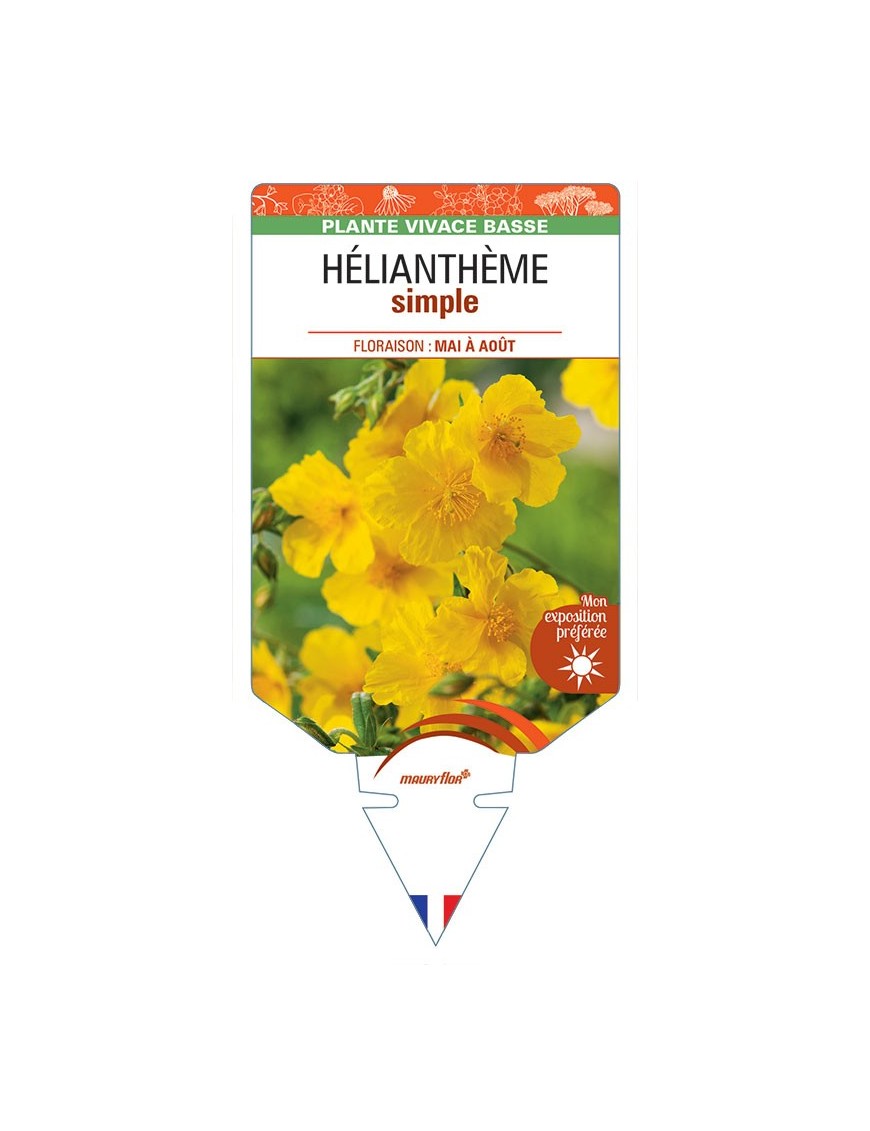 HELIANTHÈME SIMPLE (jaune) *